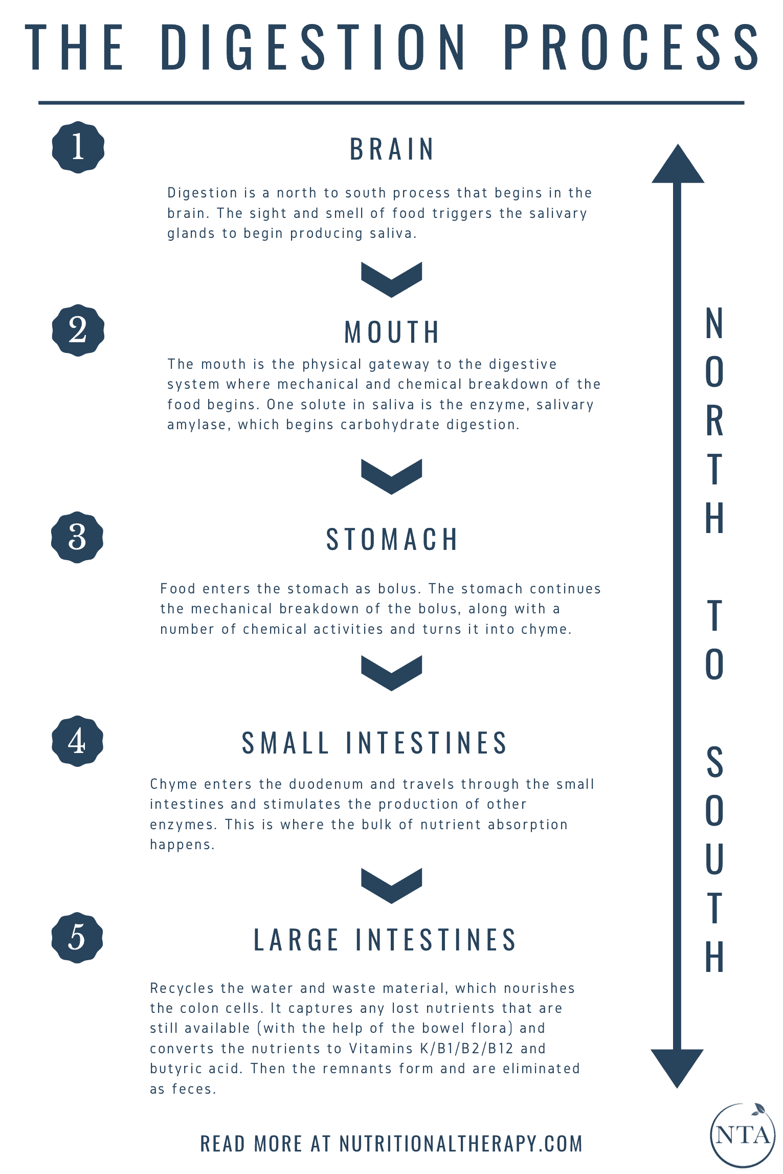 Digestion Process Infographic