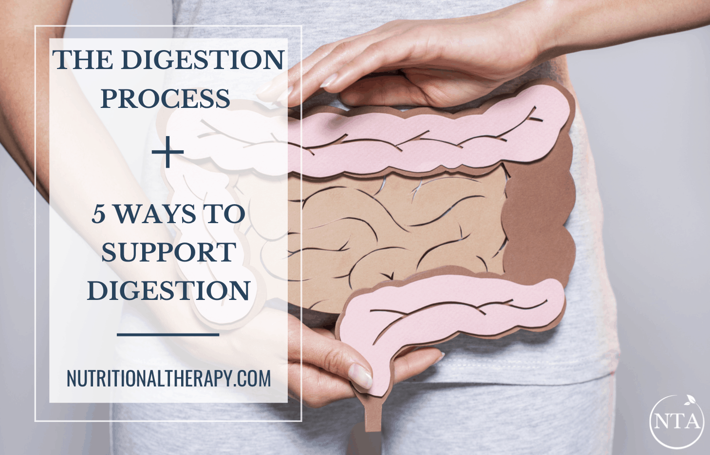 Supporting digestion with nutrition