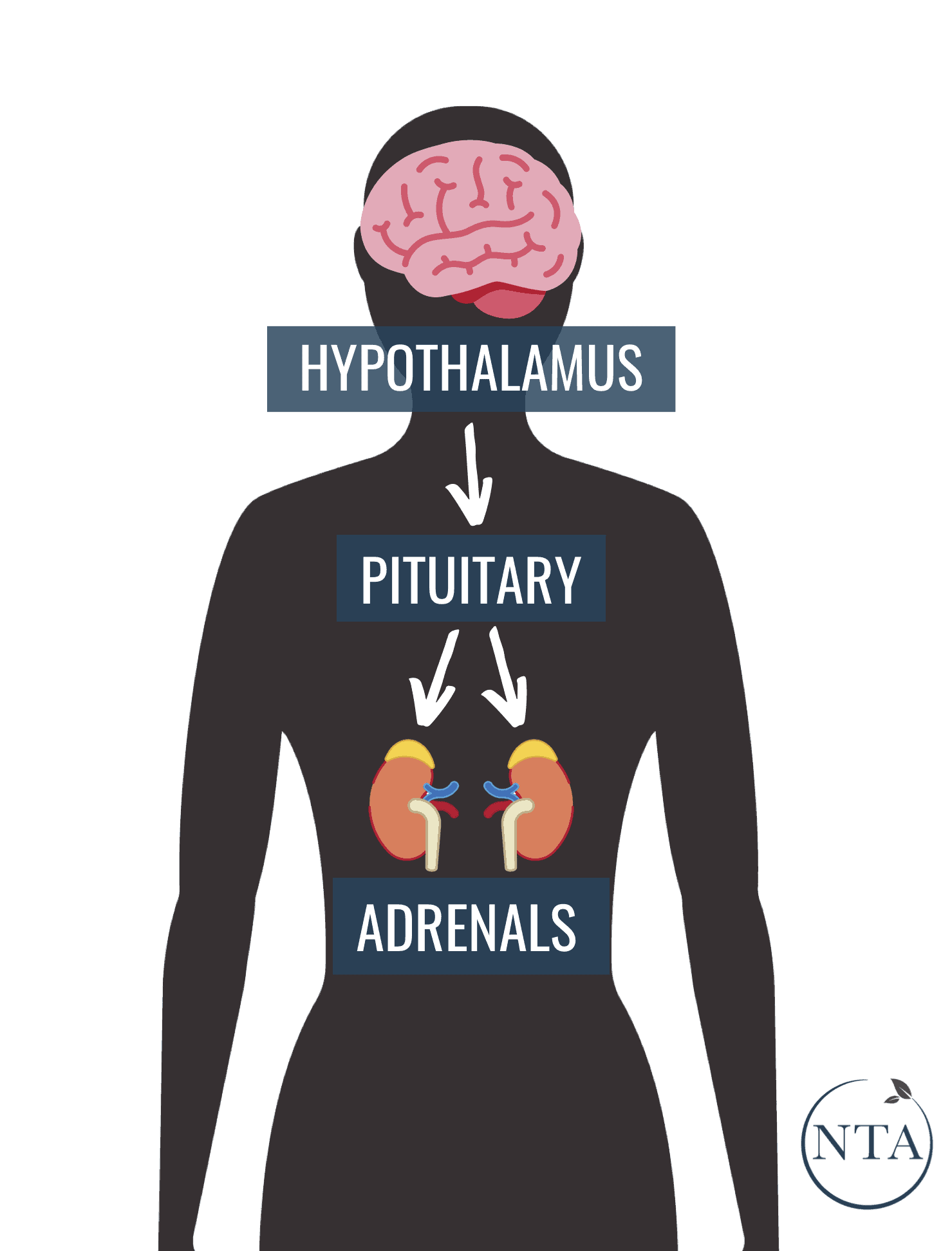 Hpa Axis Dysfunction Symptoms Root Cause And How To Support Nta